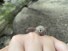 Webbhelix multilineata