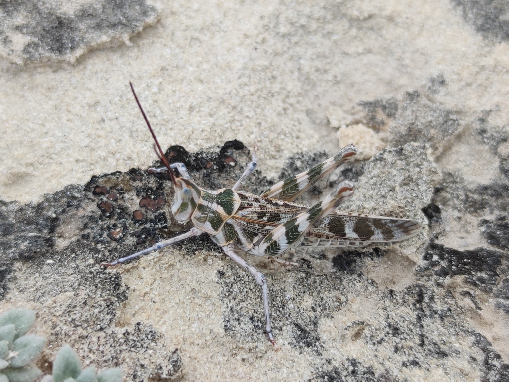 Texas Point-head Grasshopper