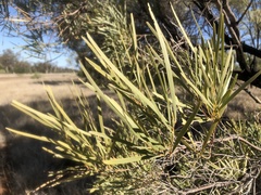 Acacia maranoensis
