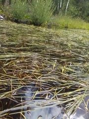 Sparganium × longifolium