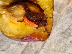 Grapholita funebrana