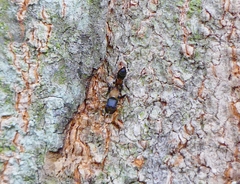 Myrmarachne melanocephala