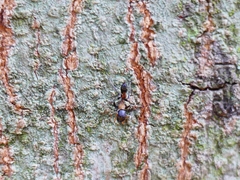 Myrmarachne melanocephala