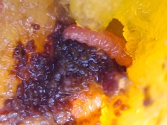 Grapholita funebrana