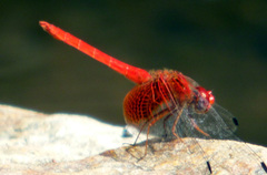 Dythemis maya