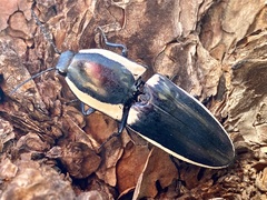 Chalcolepidius apacheanus