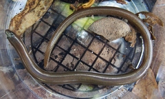 Lygosoma siamense