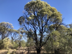 Acacia maranoensis
