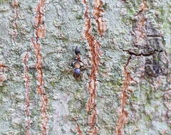 Myrmarachne melanocephala
