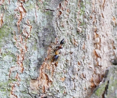 Myrmarachne melanocephala