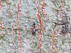 Myrmarachne melanocephala