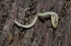 Siphonophorida