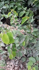 Dalbergia ecastaphyllum