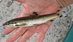 Coreoleuciscus splendidus