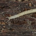 Los Angeles Thread Millipede - Photo (c) James Bailey, some rights reserved (CC BY-NC), uploaded by James Bailey