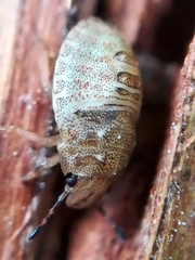 Podops inunctus