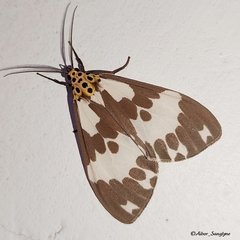 Nyctemera carissima
