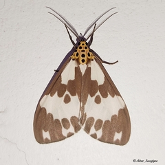 Nyctemera carissima