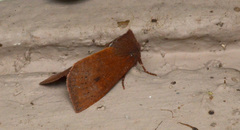 Orthosia transparens
