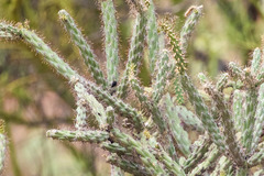 Cylindropuntia thurberi