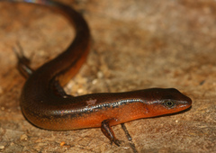 Scincella rufocaudata