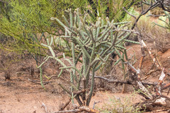 Cylindropuntia thurberi