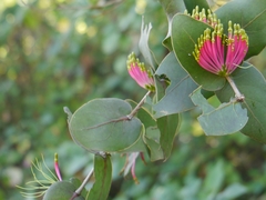 Dendrophthoe falcata amplexifolia