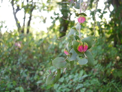 Dendrophthoe falcata amplexifolia