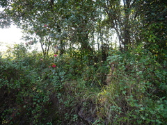 Dendrophthoe falcata amplexifolia