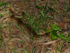 Python natalensis