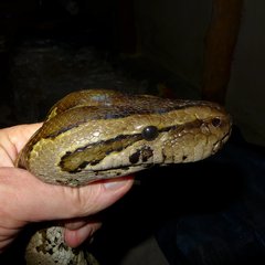 Python natalensis