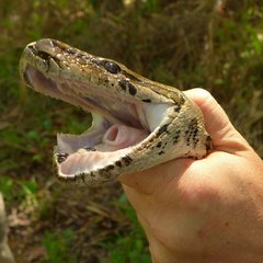 Python natalensis