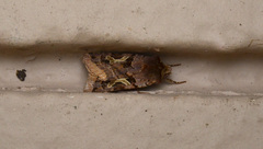 Cerastis enigmatica