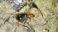 Brachinus bayardi