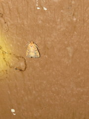 Perigea xanthioides