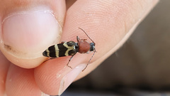 Chlorophorus aegyptiacus