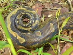 Python natalensis