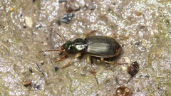 Chlaenius vestitus