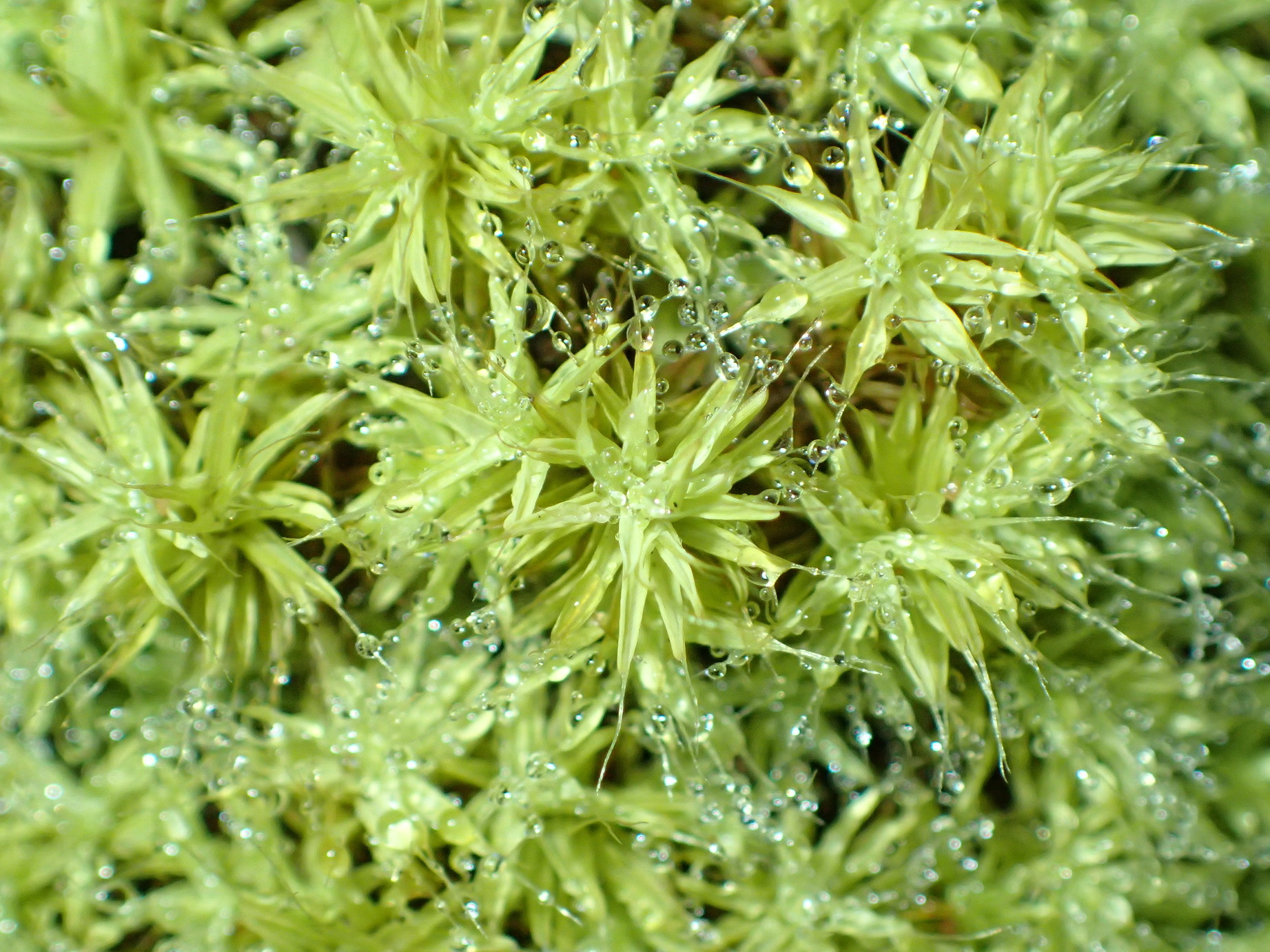 Pseudocrossidium crinitum
