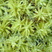 Pseudocrossidium crinitum - Photo (c) Nicola van Berkel, algunos derechos reservados (CC BY-SA), subido por Nicola van Berkel
