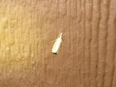 Donacaula longirostrallus