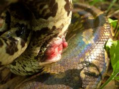 Python natalensis