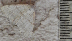 Digrammia pallidata