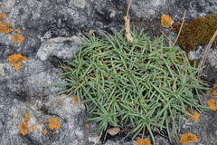 Plantago subulata