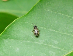 Pachyhalictus