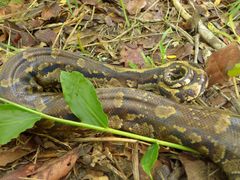 Python natalensis