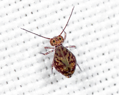 Ptenothrix marmorata