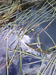 Sparganium × longifolium