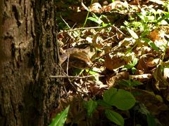 Python natalensis