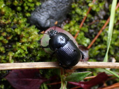 Phelotrupes formosanus